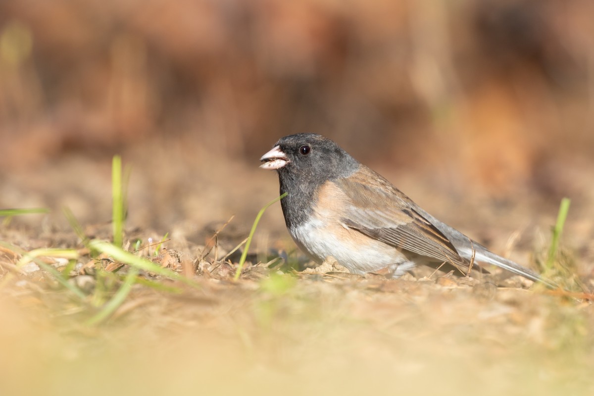 Dark-eyed Junco - ML618693586