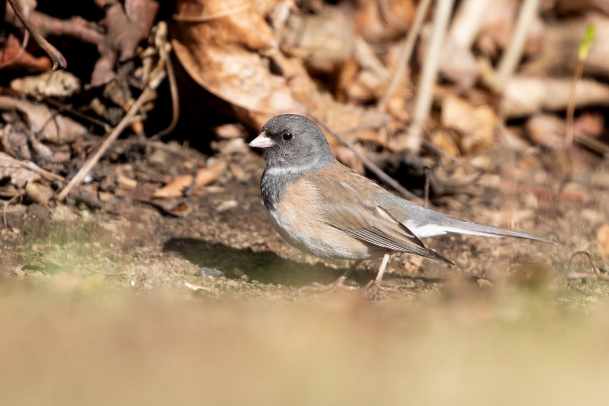 Dark-eyed Junco - ML618693589