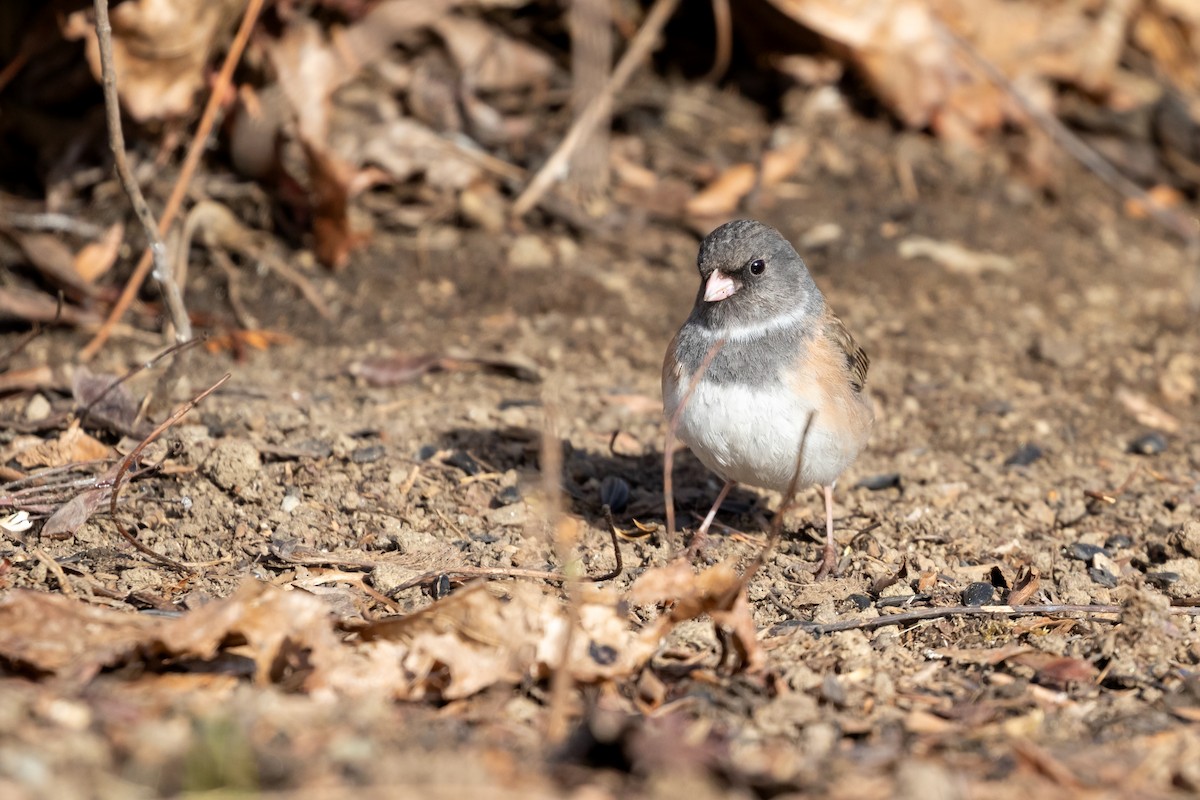 Junco ardoisé - ML618693591