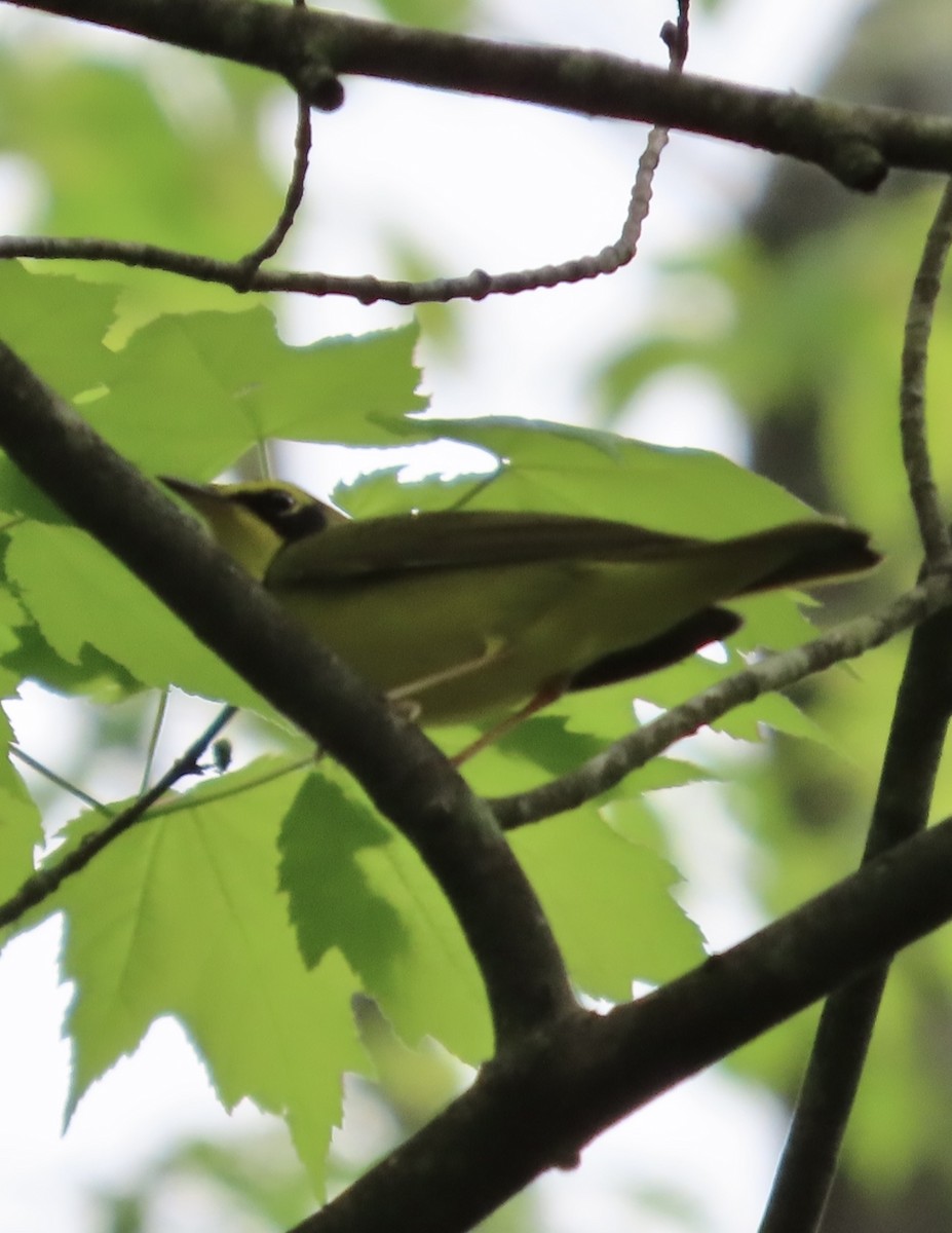 Kentucky Warbler - ML618693622