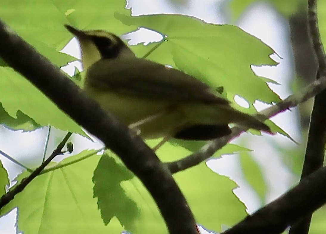 Kentucky Warbler - ML618693623