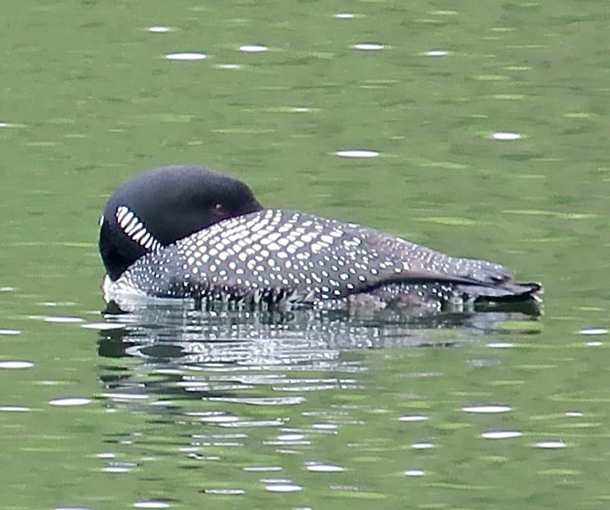 Common Loon - ML618693630