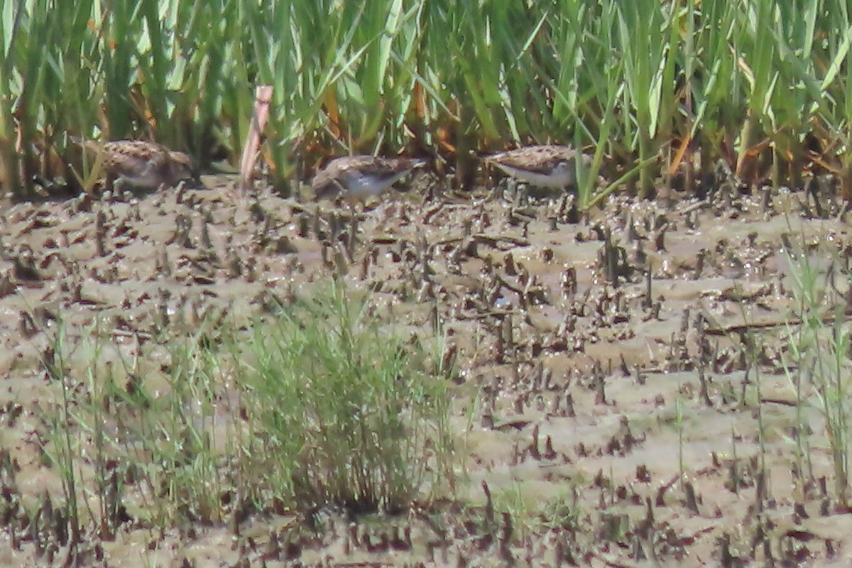 Semipalmated Sandpiper - Mike Lesnik