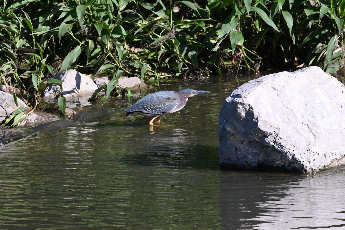 Green Heron - Curtis Stewart