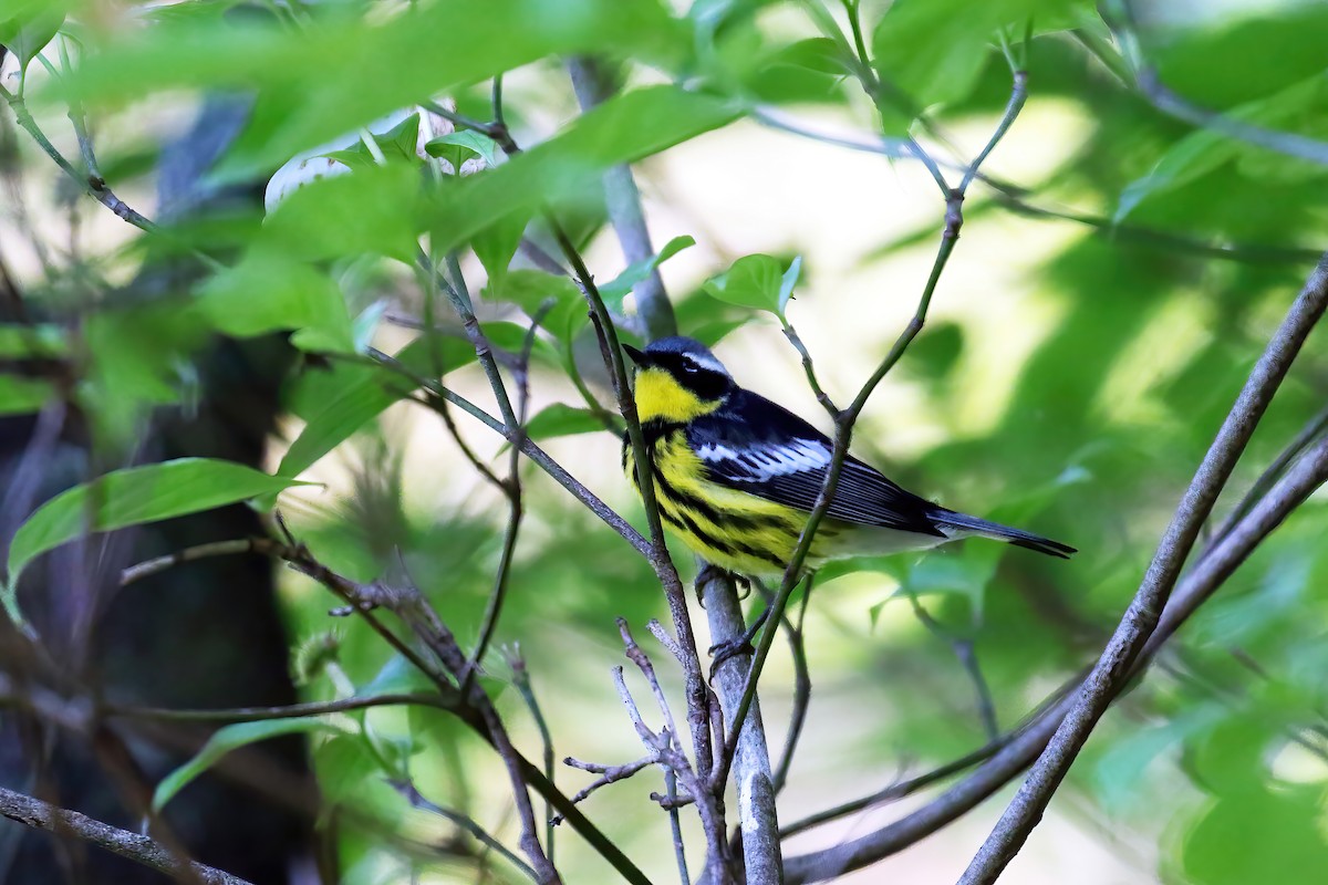 Magnolia Warbler - ML618693651