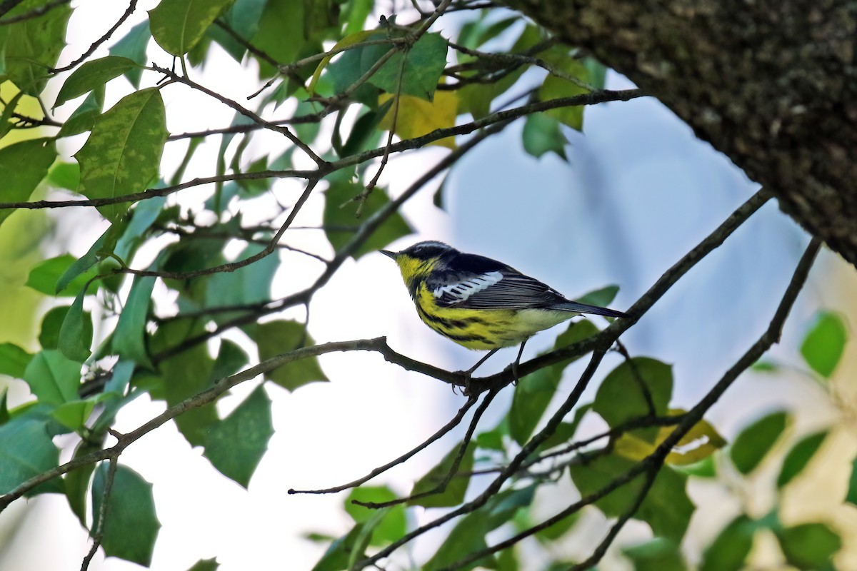 Magnolia Warbler - ML618693654