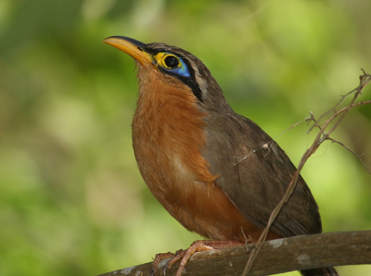 Lesser Ground-Cuckoo - ML618693655