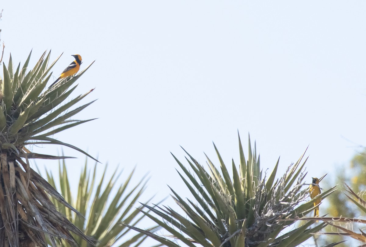 Hooded Oriole - Liam Huber