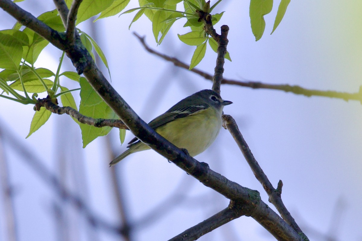 Blue-headed Vireo - Dan  Sandri