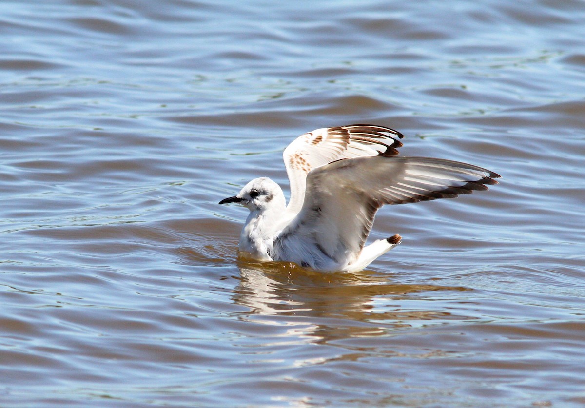 Bonaparte's Gull - Silas Wareham