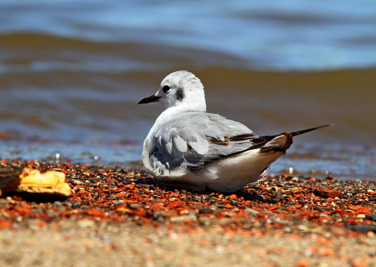 Bonaparte's Gull - ML618693700