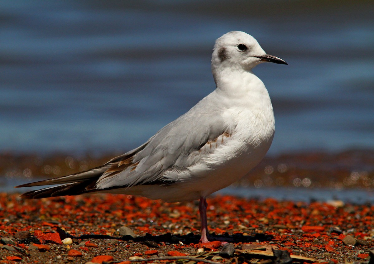 Bonaparte's Gull - ML618693701