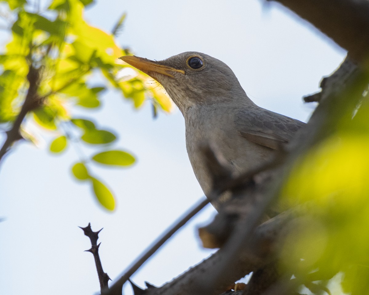 Tickell's Thrush - ML618693708