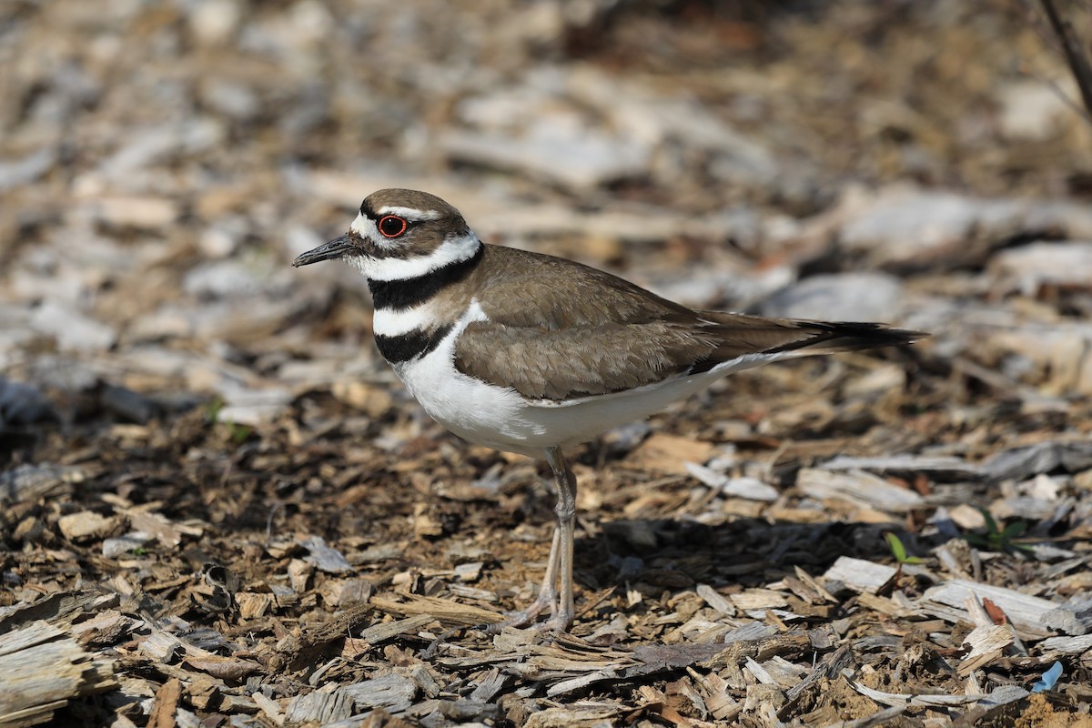 Killdeer - ML618693710