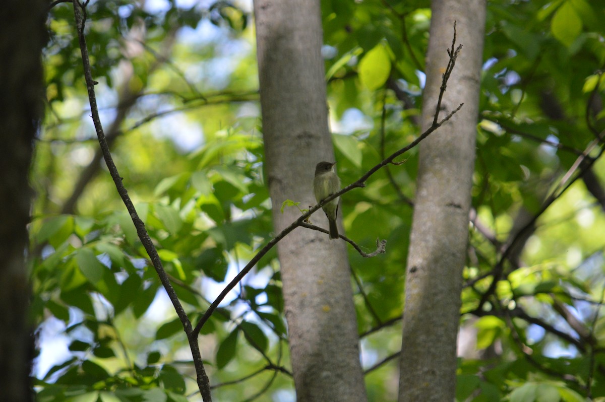 Willow Flycatcher - Justin Hageman