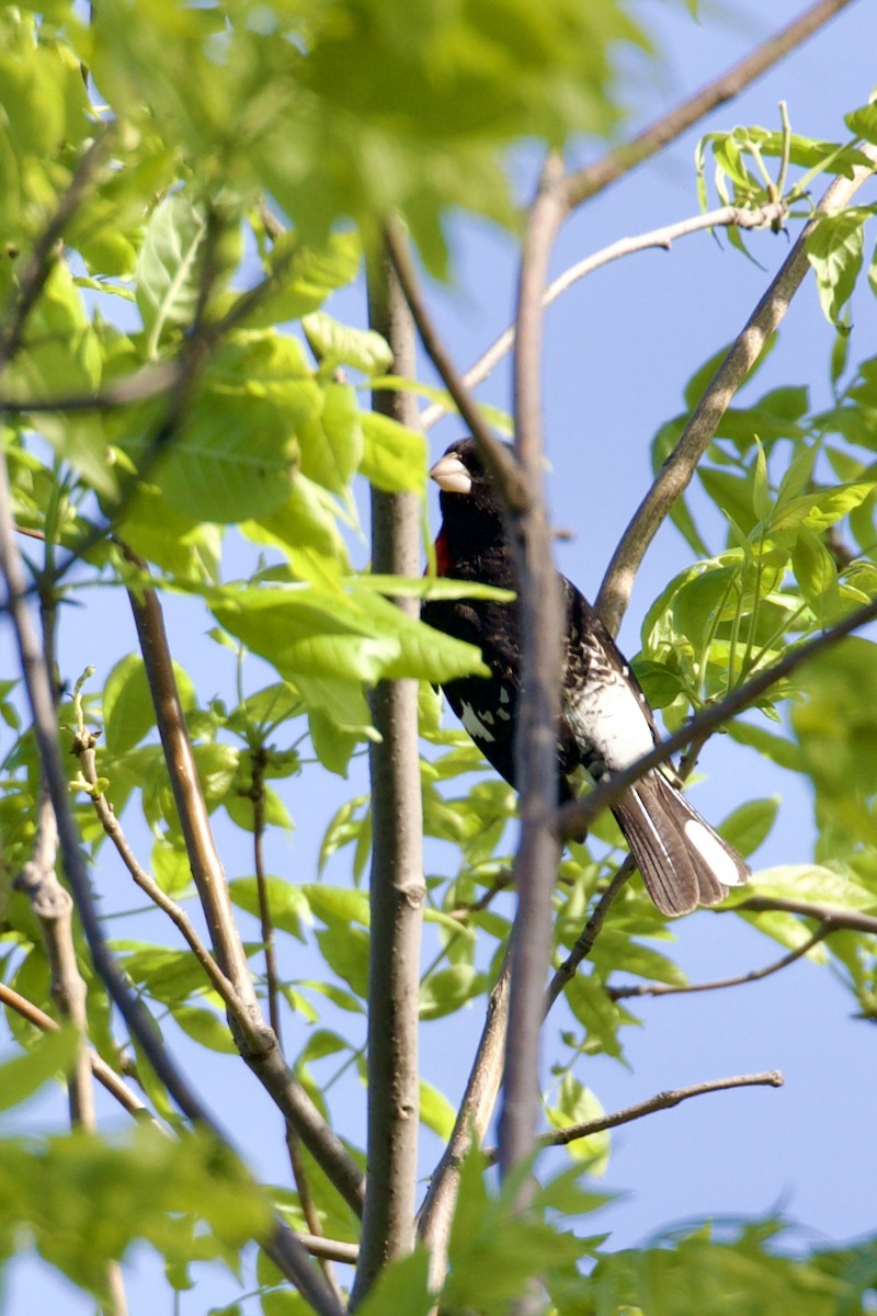 Rose-breasted Grosbeak - Dan  Sandri