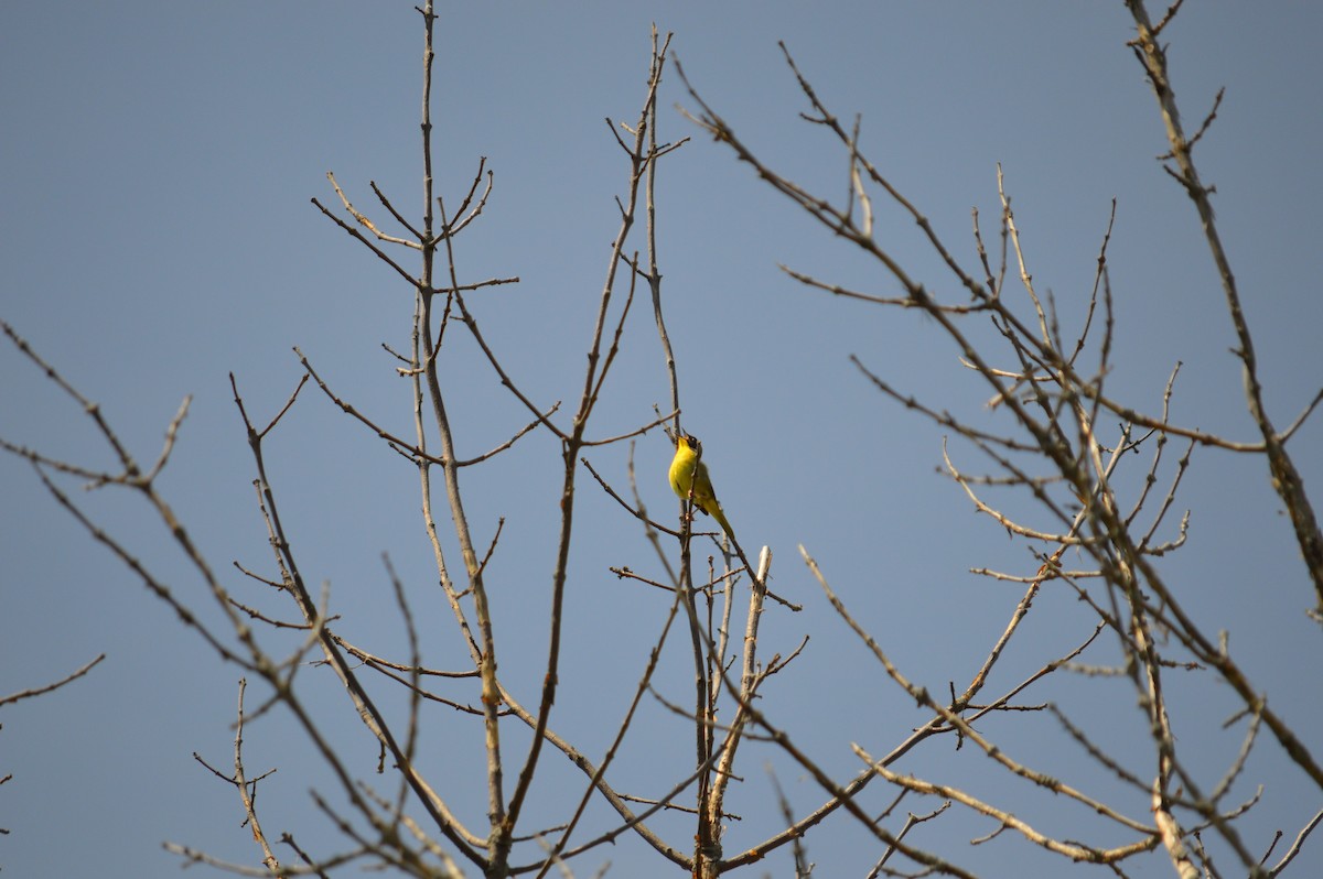 Common Yellowthroat - ML618693749