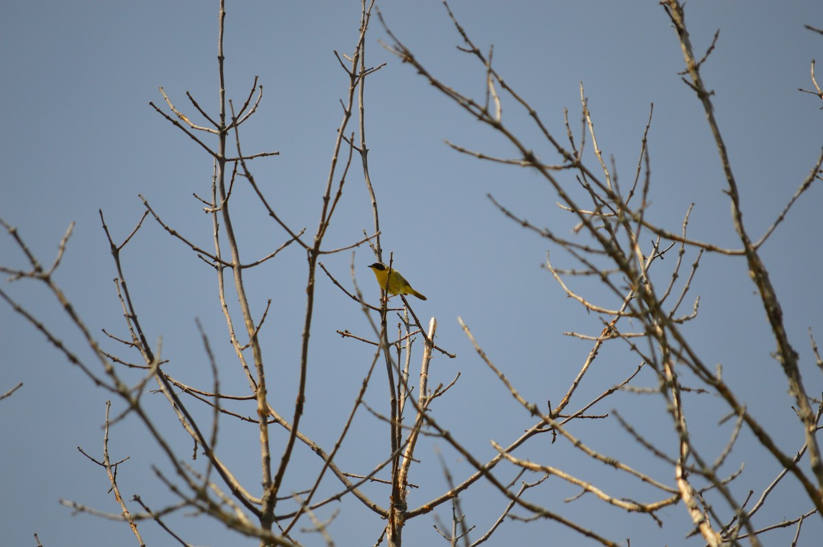 Common Yellowthroat - ML618693750