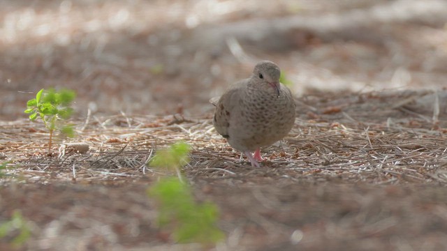 Common Ground Dove - ML618693757