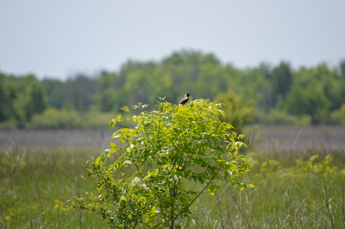 Bobolink - ML618693764