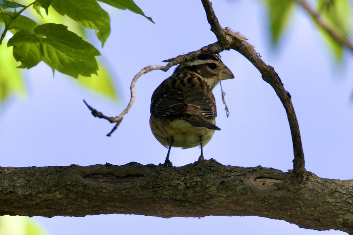 Rose-breasted Grosbeak - Dan  Sandri