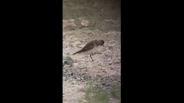 White-rumped Sandpiper - ML618693814