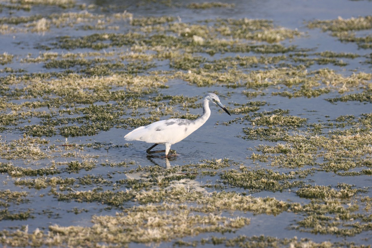 Little Blue Heron - Robert Stewart