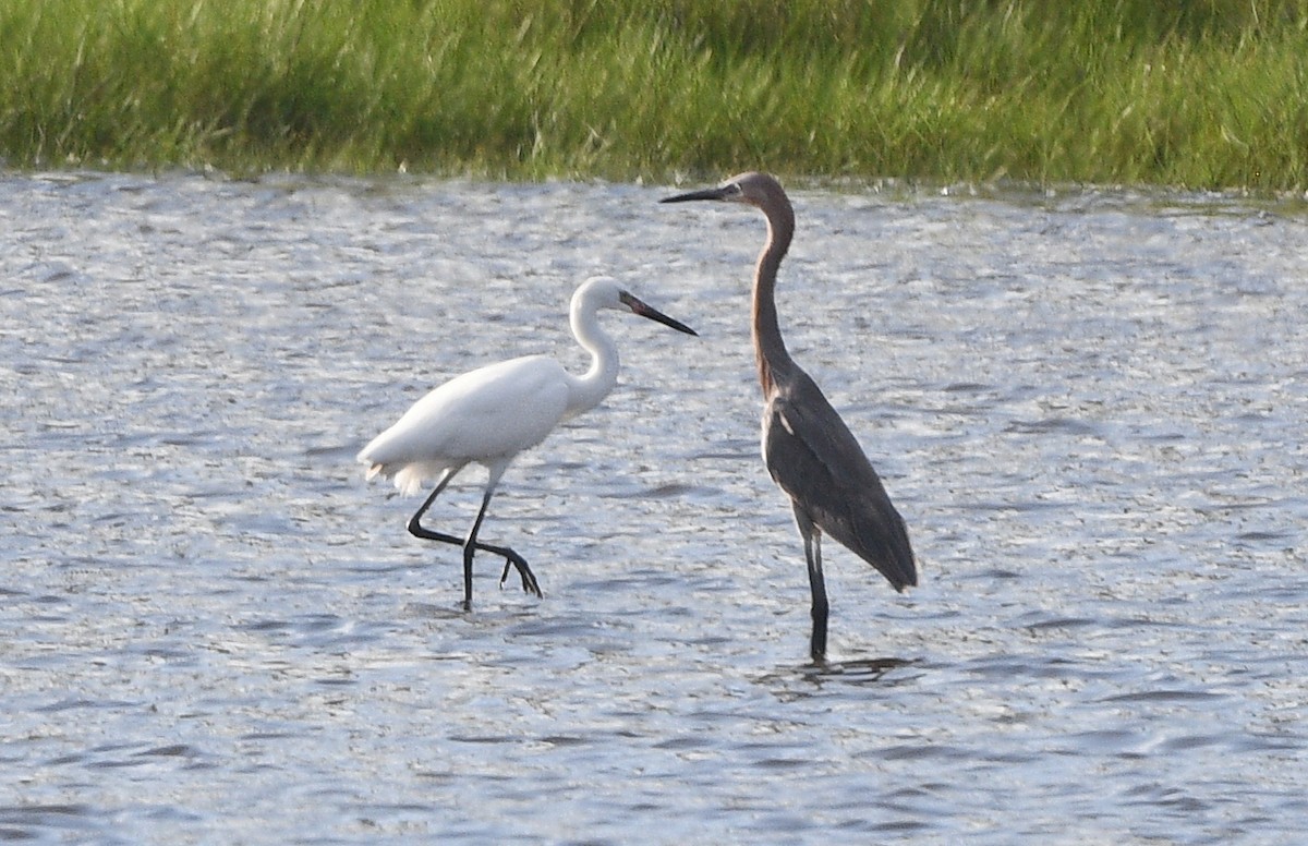 Reddish Egret - ML618693889