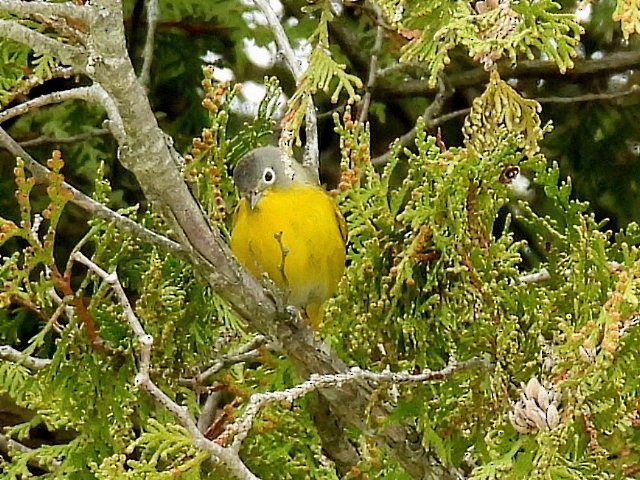 Nashville Warbler - ML618693917