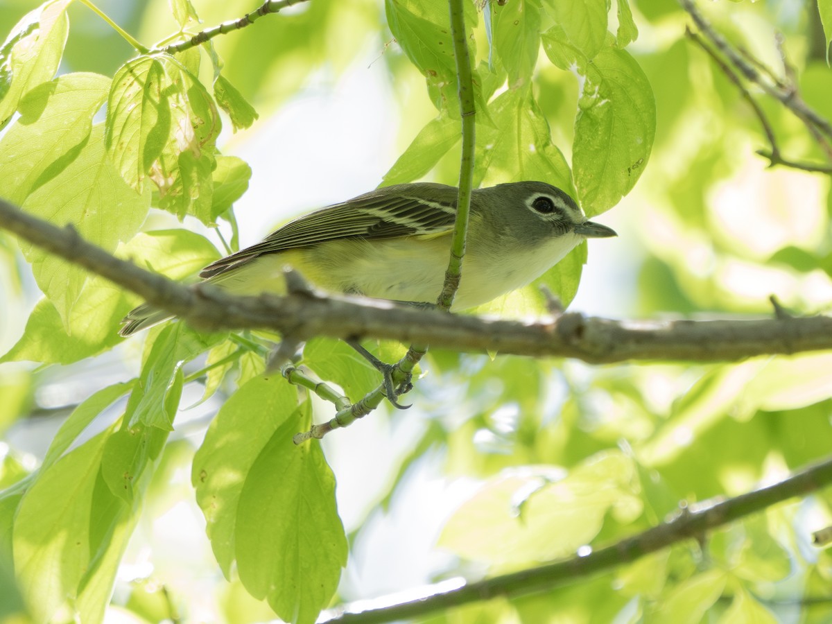 Vireo Solitario - ML618693927