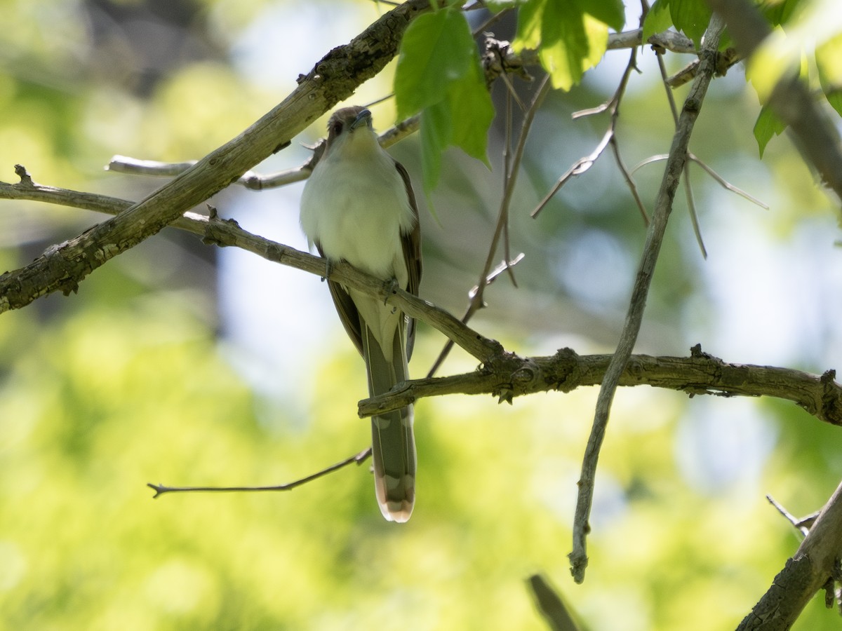 Black-billed Cuckoo - ML618693961