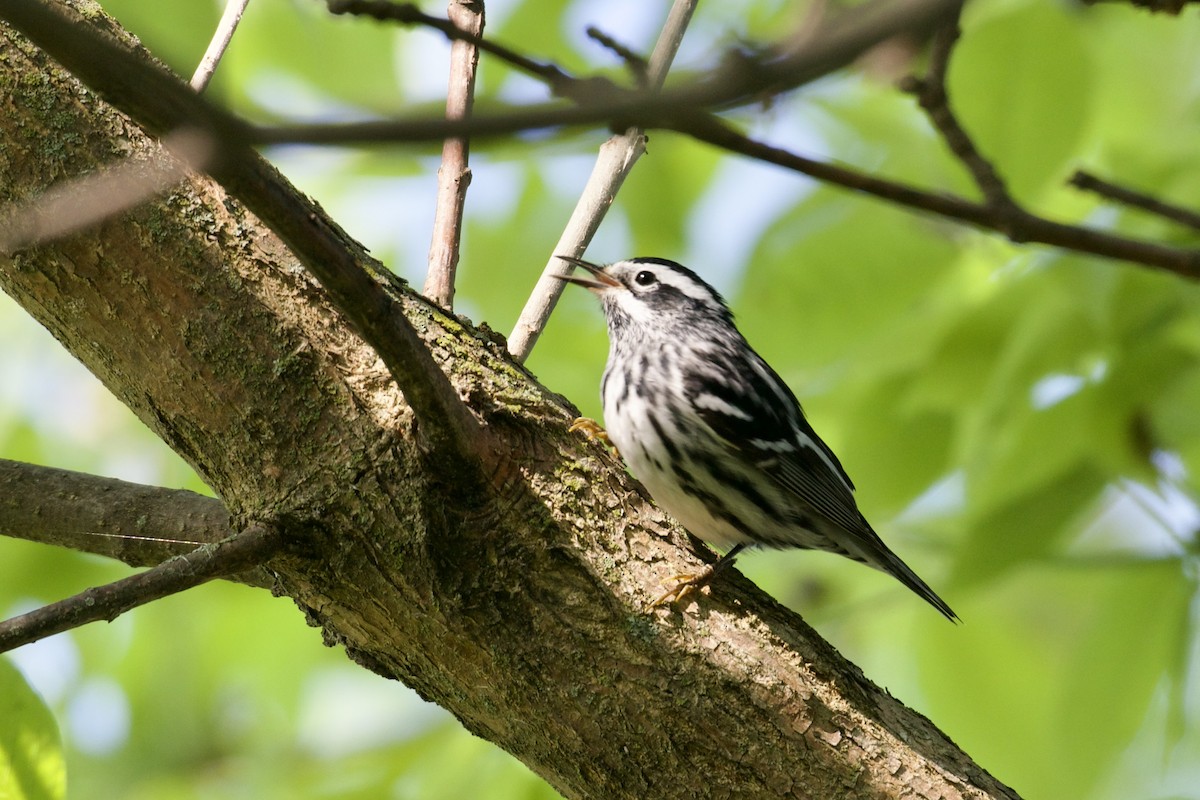 Black-and-white Warbler - Dan  Sandri