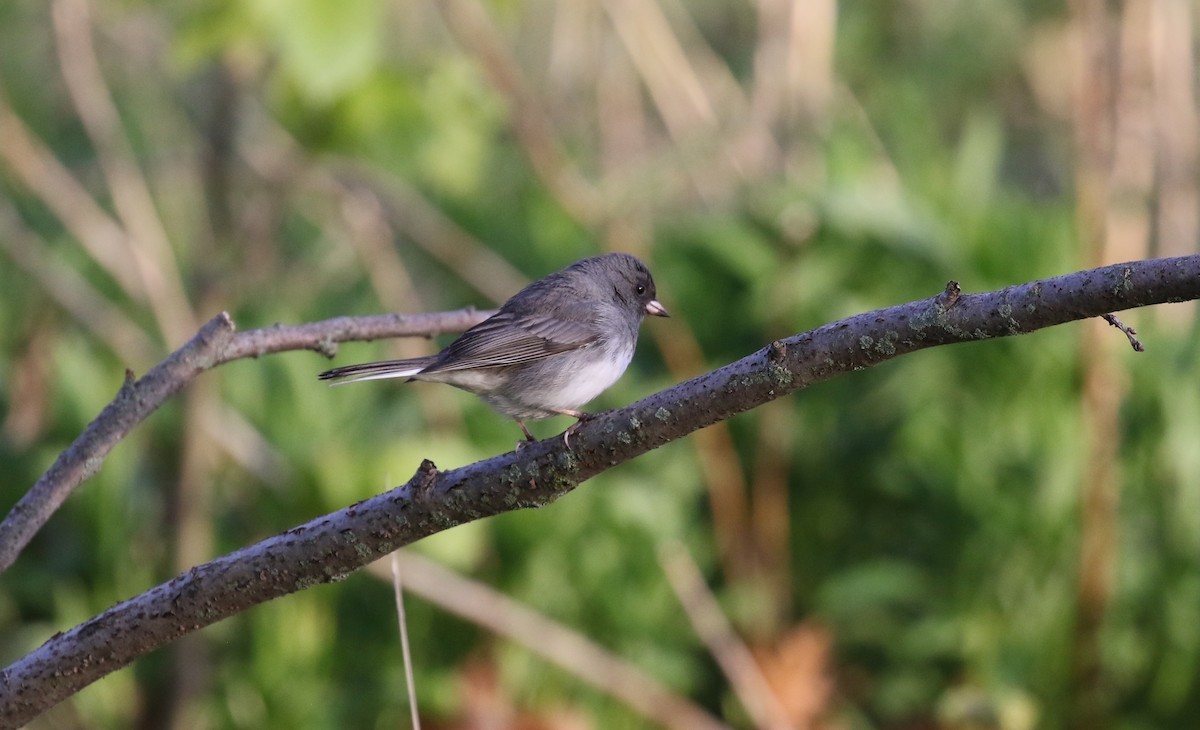 Junco Ojioscuro - ML618693981