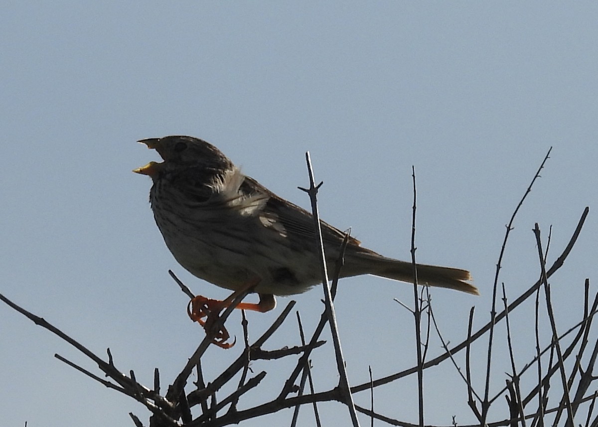 Corn Bunting - Jeffrey Blalock