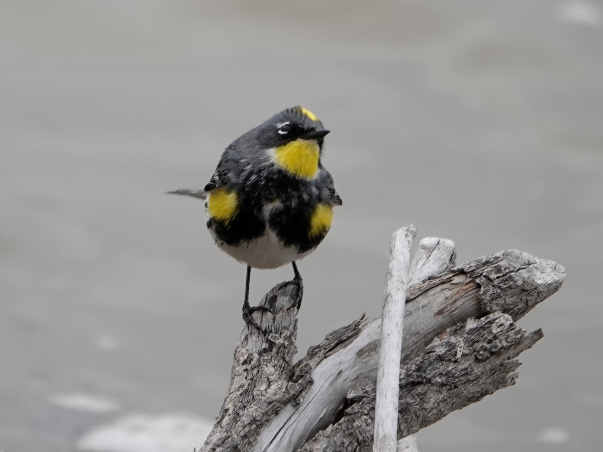 Yellow-rumped Warbler - Liz Soria