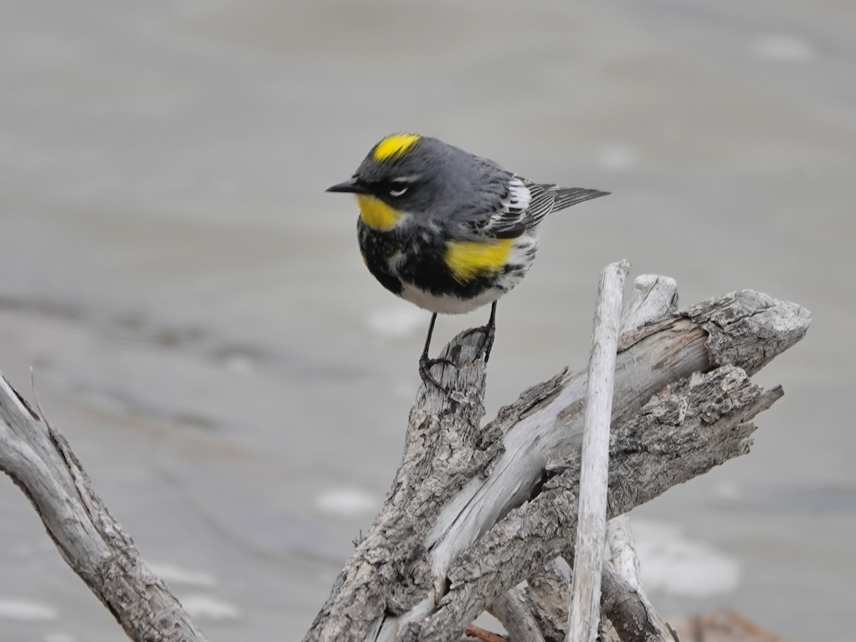 Yellow-rumped Warbler - Liz Soria