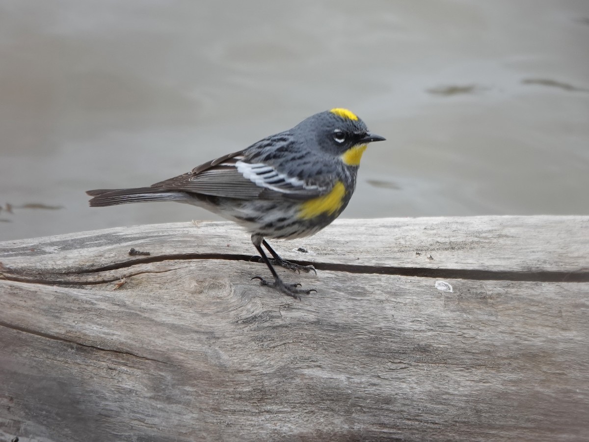 Yellow-rumped Warbler - Liz Soria