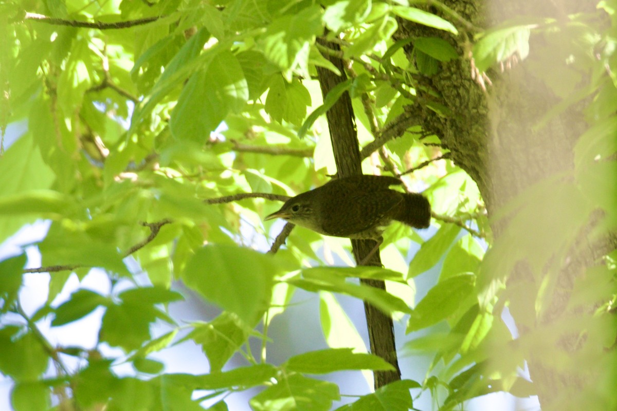 House Wren - Dan  Sandri