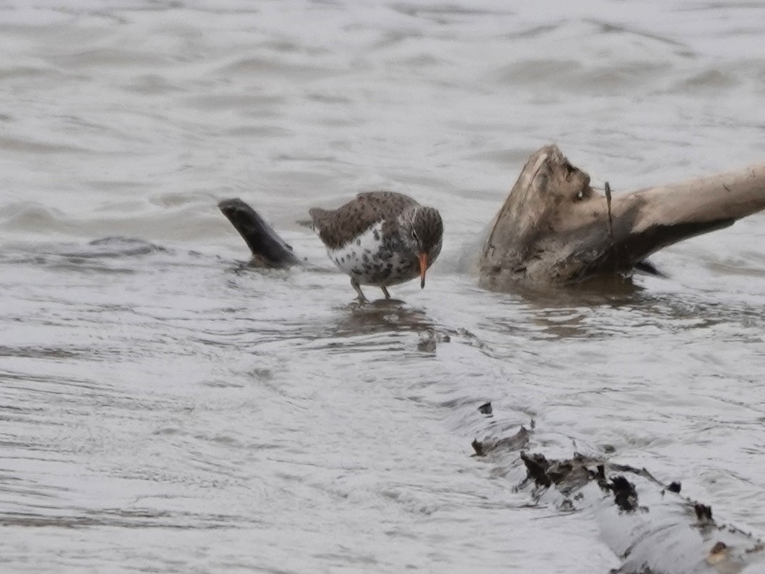 Spotted Sandpiper - Liz Soria