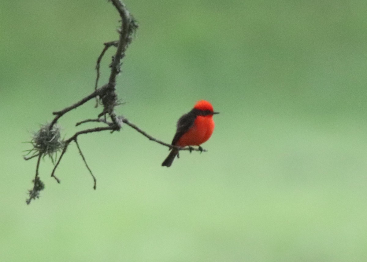 Vermilion Flycatcher - ML618694027