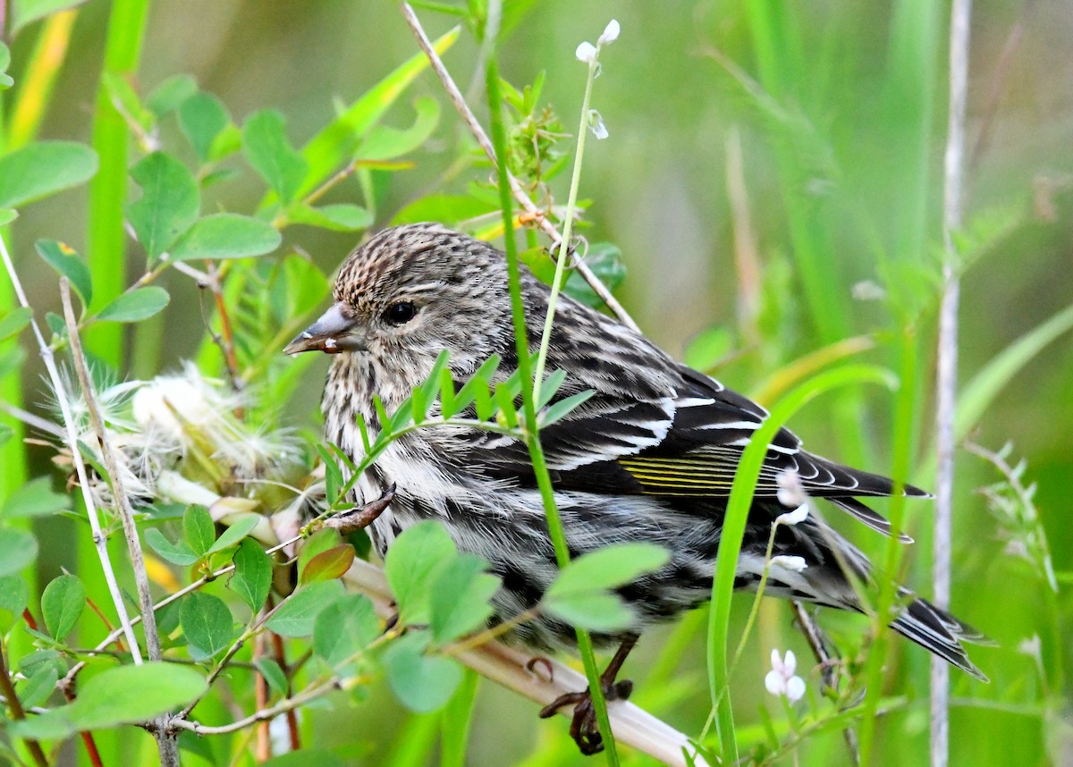 Pine Siskin - ML618694039