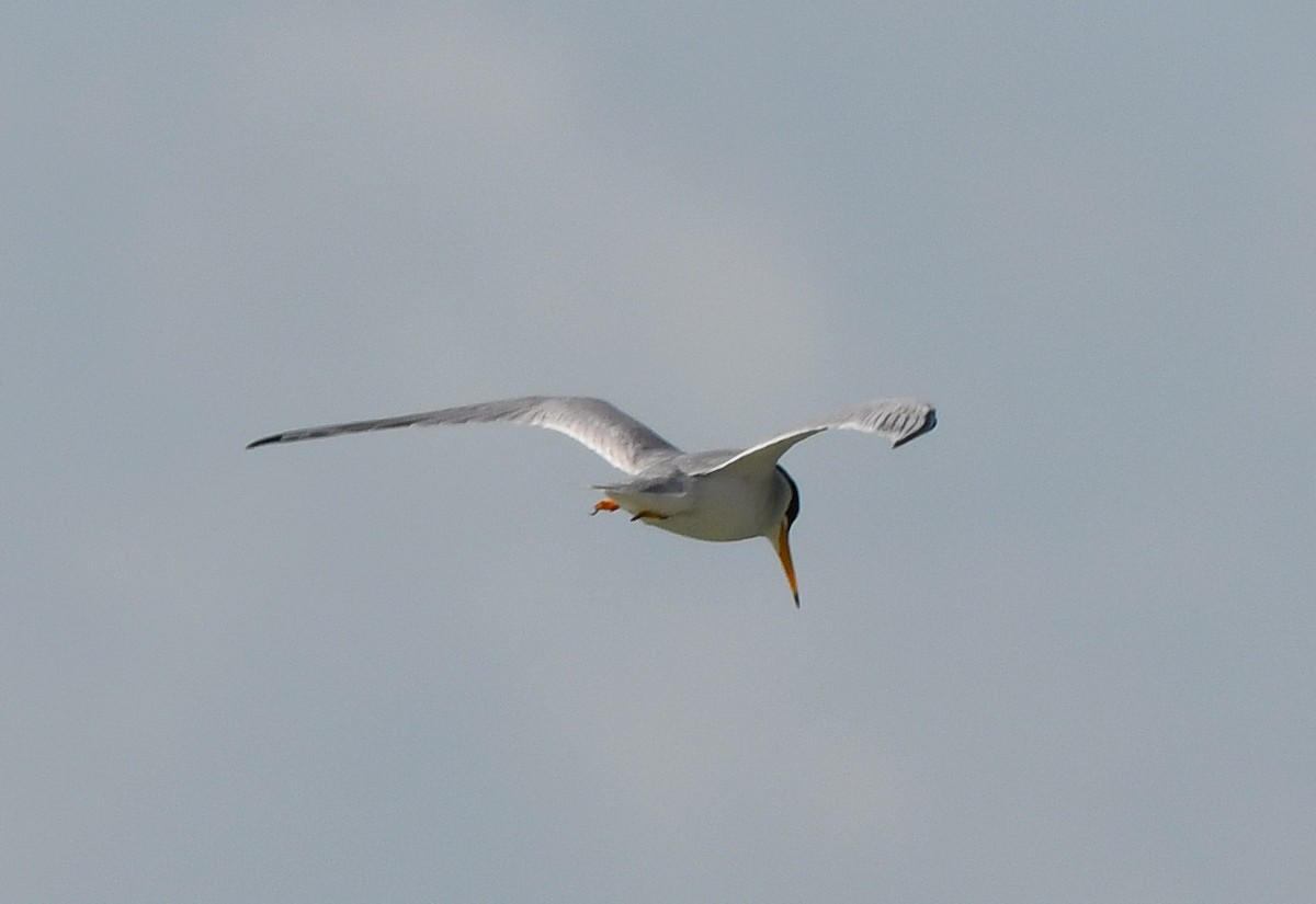 Least Tern - ML618694041