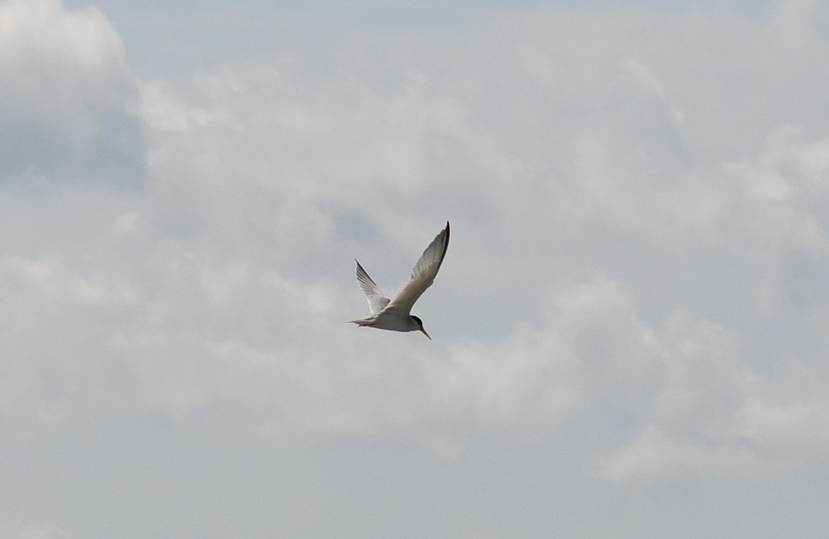 Least Tern - Elaine Thomas