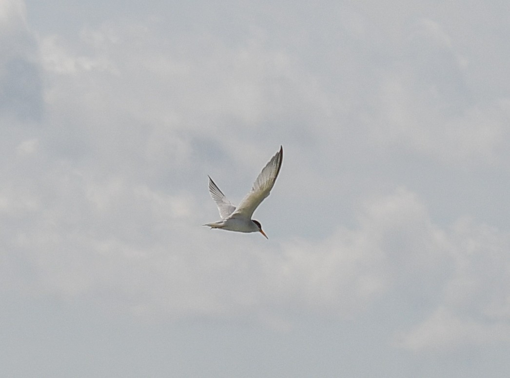 Least Tern - ML618694044