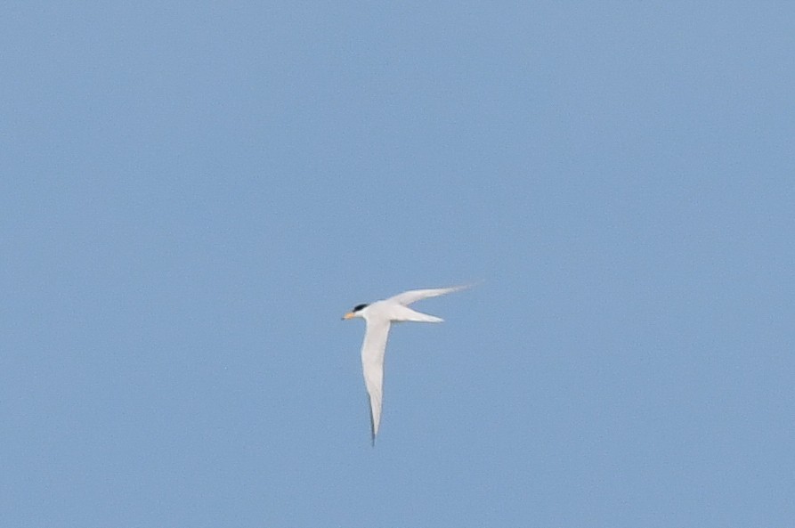 Least Tern - Elaine Thomas