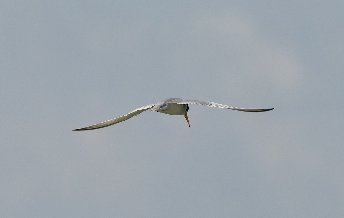 Least Tern - ML618694048