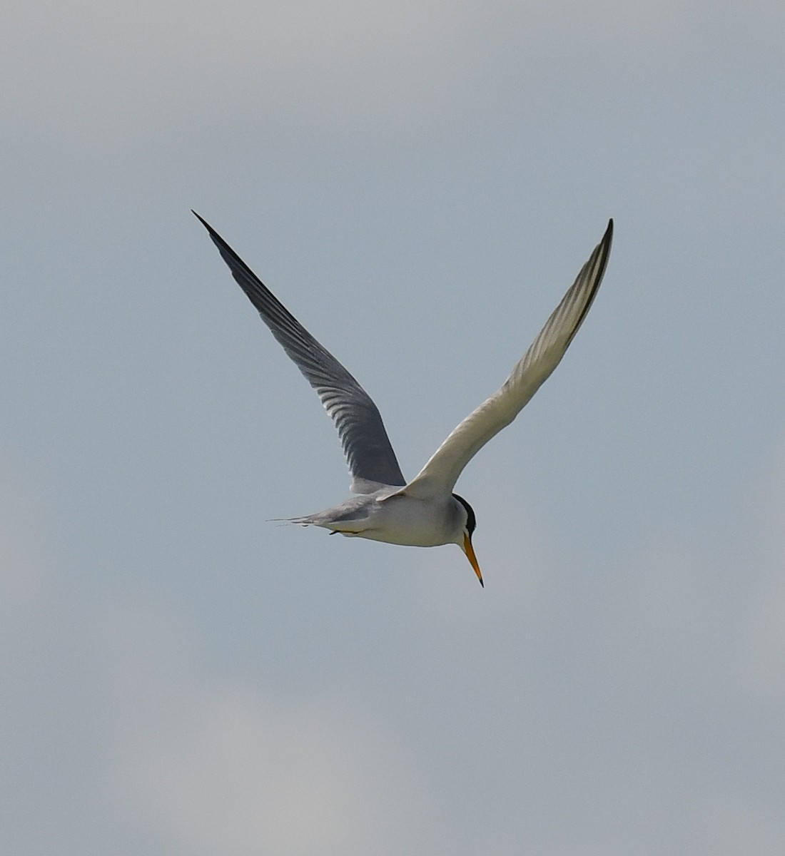 Least Tern - ML618694049