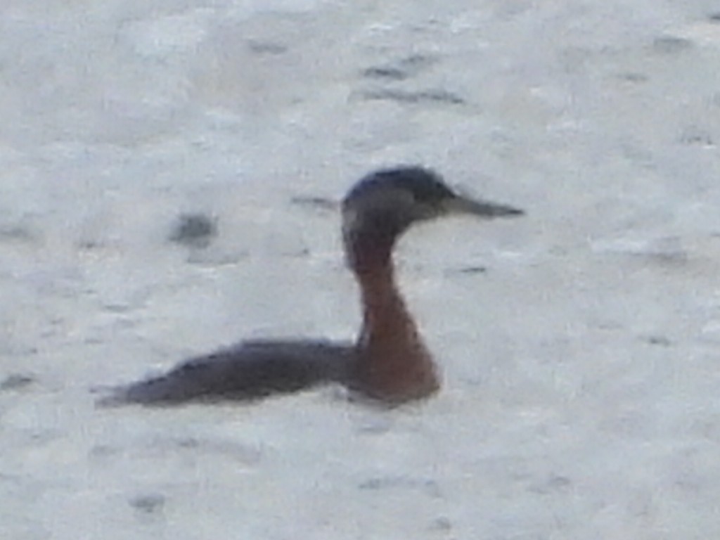 Red-necked Grebe - robert goff