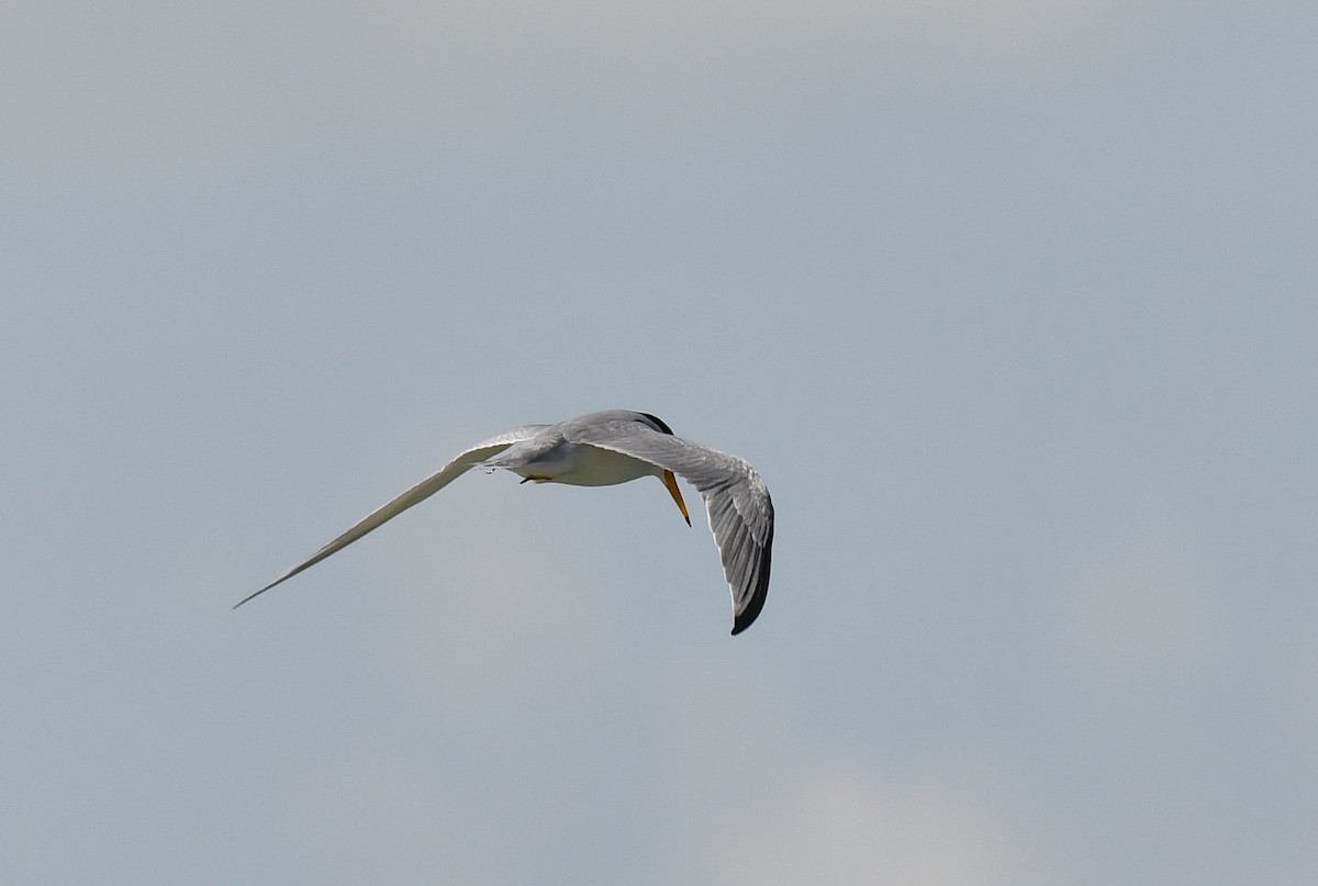 Least Tern - Elaine Thomas