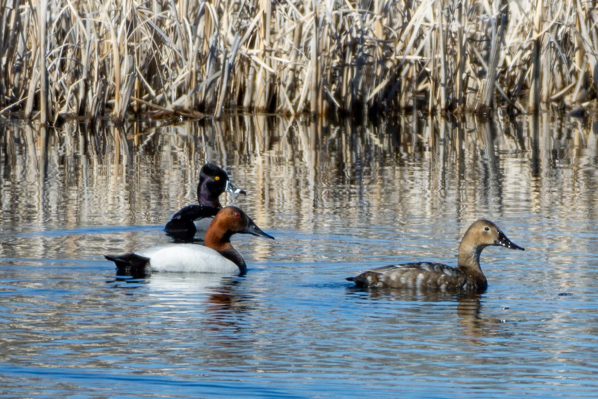 Canvasback - ML618694060